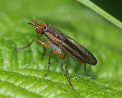 Limnia unguicornis